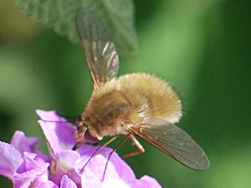 Réf. 90 475 : Systoechus sp.