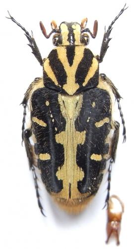 Taeniodera sp.