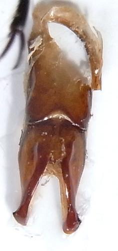 Taeniodera sp.