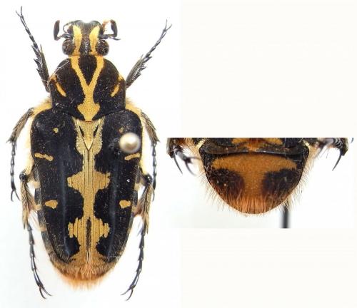 Taeniodera zebraea