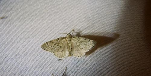 Tephronia sepiaria