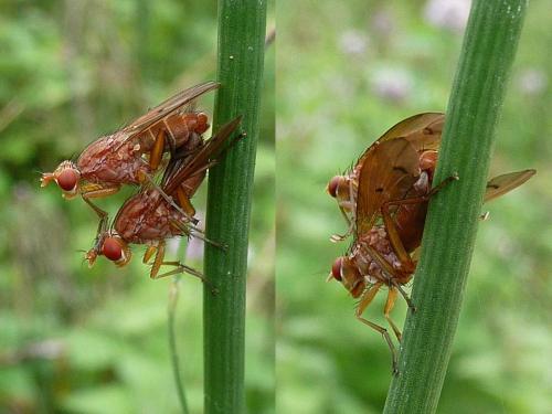 Tetanocera sp.