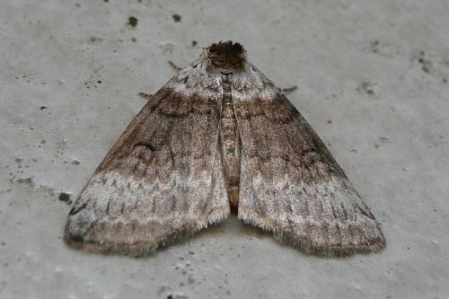 Tetheella fluctuosa