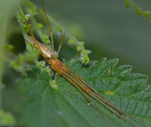 Réf. 90 385 : Tetragnatha sp.