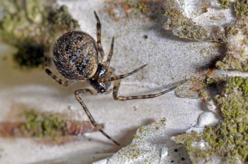 Réf. 90 958 : Theridion sp.
