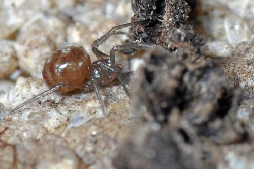 Steatoda sp.