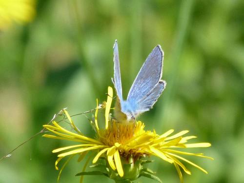 Réf. 90 179 : Polyommatus thersites