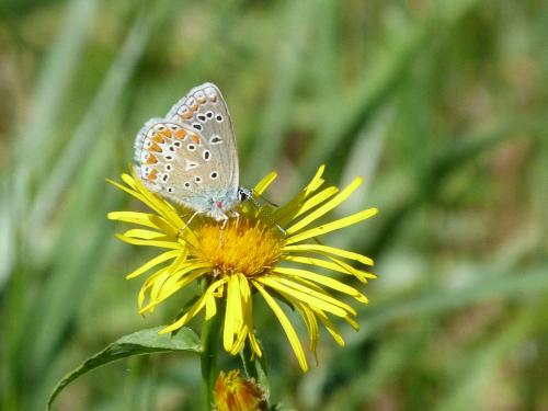 Réf. 90 180 : Polyommatus thersites