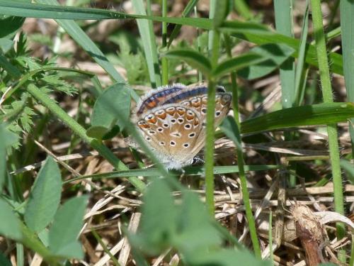 Réf. 90 181 : Polyommatus thersites
