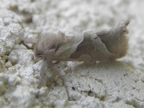 Triodia sylvina