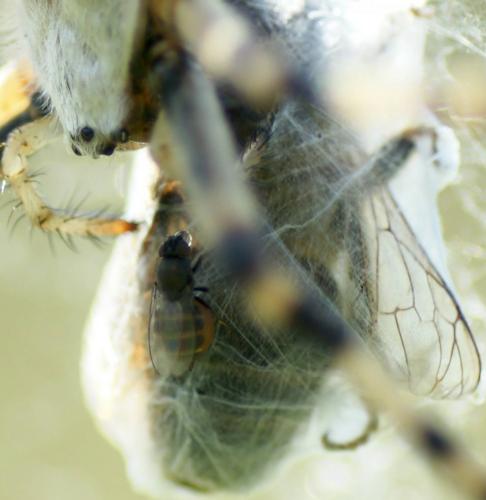 Desmometopa sp.