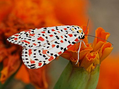 Réf. 90 529 : Utetheisa pulchella