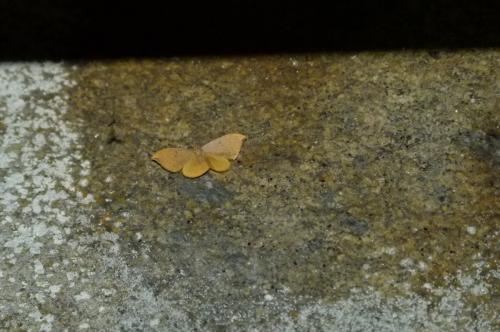 Watsonalla sp.