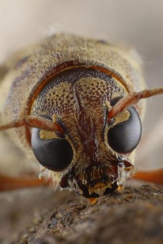 Xylotrechus stebbingi
