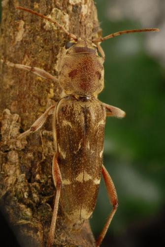 Xylotrechus stebbingi