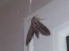 90215 – Photo : Cigaline – France (84)