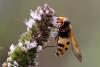 90743 – Photo : Michel Brisset – France (94)