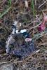 90637 – Photo : Michel Brisset – France (94)
