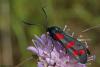 90499 – Photo : Sébastien Cally – France (57)