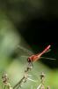 90510 – Photo : Ludovic Aptel – France (54)