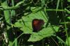 90691 – Photo : André Couder – France (05)