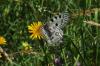 90672 – Photo : André Couder – France (05)