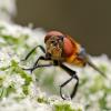 Phasia hemiptera