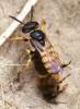 90525 – Photo : David Guedon – France (76)