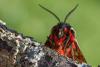 90811 – Photo : Patrick Nourdin – France (22)
