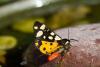 90739 – Photo : Patrick Nourdin – France (22)