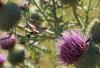 90249 – Photo : Bernard Choux – France (26)