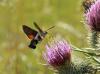 90248 – Photo : Bernard Choux – France (26)