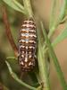 90009 – Photo : Pierre Gros – France (06)