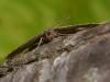 90154 – Photo : Pierre Gros – France (06)
