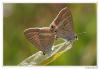90523 – Photo : Denis Girard – France (83)