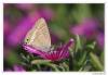 90522 – Photo : Denis Girard – France (83)