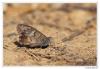 90471 – Photo : Denis Girard – France (83)