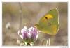 90747 – Photo : Denis Girard – France (83)