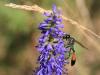 90790 – Photo : Sylvain Houpert – France (77)