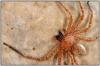 Olios argelasius