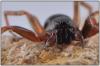 Cetonana laticeps