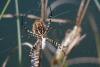 90683 – Photo : Patrice Deramaix – Portugal