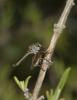 Neomochtherus geniculatus