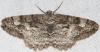 90219 – Photo : Arthropa - Benoit Martha – France (65)