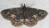 90228 – Photo : Arthropa - Benoit Martha – France (65)