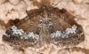 90278 – Photo : Arthropa - Benoit Martha – France (65)
