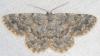 90280 – Photo : Arthropa - Benoit Martha – France (65)