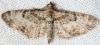 90281 – Photo : Arthropa - Benoit Martha – France (65)
