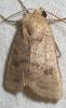 90561 – Photo : Arthropa - Benoit Martha – France (65)