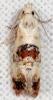 90750 – Photo : Arthropa - Benoit Martha – France (65)
